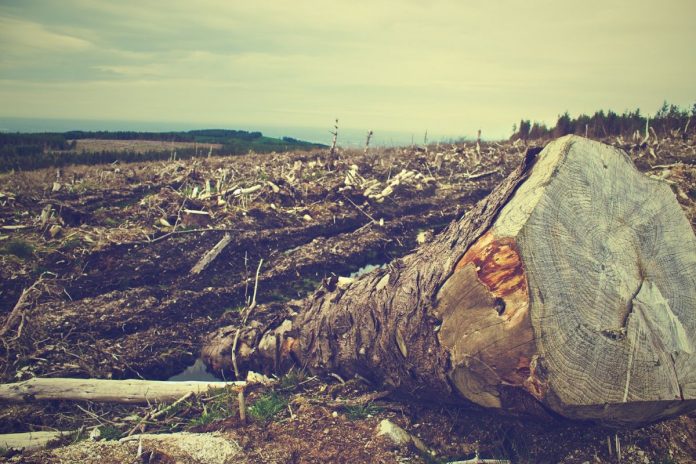 România îşi vinde pădurile Fenomenele meteo extreme