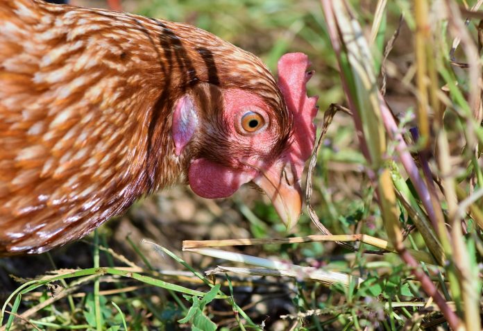 gripă aviară carne de pasăre ungaria